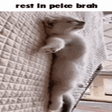 Cat Rip GIF - Cat Rip Rest In Peace GIFs