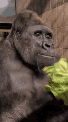 Monke Gorilla GIF - Monke Gorilla Gorilla Eat GIFs