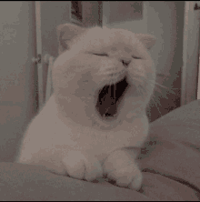 a white cat is yawning with its mouth open .