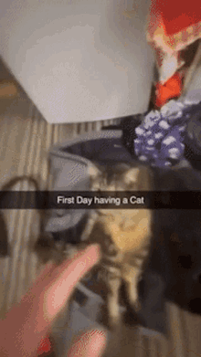 First Day Having A Cat Cat GIF - First Day Having A Cat Cat Dance GIFs