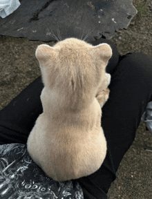 a small furry animal is sitting on a person 's lap and looking at something