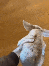 a person is petting a rabbit on the floor .