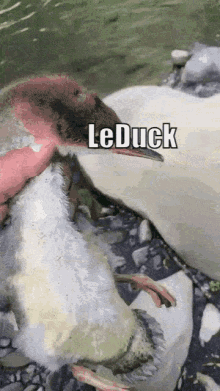 a close up of a duck with the word leduck on it