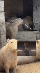 a group of capybara eating a stick next to a picture of a man holding a sword
