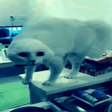 Alien Cat Spooky Cat GIF
