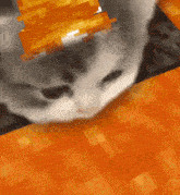 a close up of a cat laying on top of a piece of orange carpet .