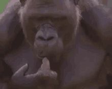 Thinking Hmm GIF - Thinking Hmm Gorilla GIFs