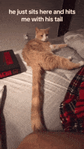 a cat laying on a bed with a box of stranger things