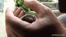 a close up of a person holding a small mouse with the website gifrun.com below