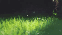 Grass Insect GIF