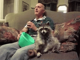 raccoon-popcorn.gif