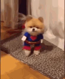 puppy pomerianian pom funny animals dogs in clothes