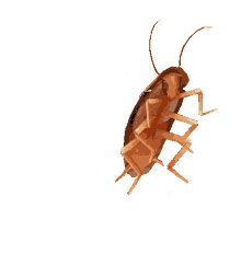 cockroach insect pest dance
