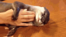 Chin Rubs GIF - Otters River Otters Scratch GIFs