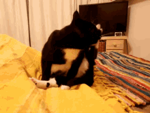 a black and white cat is sitting on a yellow couch