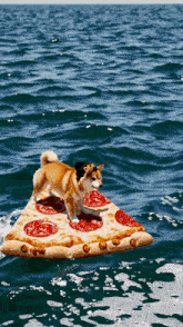 a dog wearing a black hat that says diet is floating on a pizza in the ocean