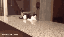 Funny Animals Fast Cat GIF