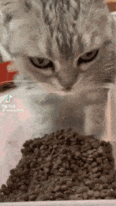 Cute Cat Cat Eating GIF - Cute Cat Cat Eating Cateatfood GIFs