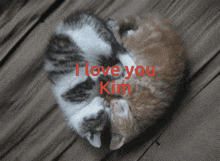 Kim Cat GIF - Kim Cat GIFs
