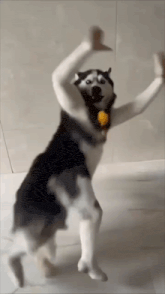 a husky dog is standing on its hind legs with its arms in the air .