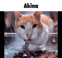 Akina Akxna GIF