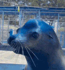 Shy Seal GIF - Shy Seal GIFs