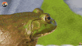 two green frogs are looking at each other with a mountain logo behind them