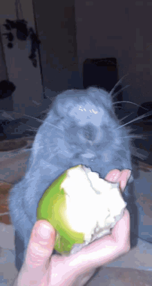 Rabbit Eating Pear GIF - Rabbit Eating Pear GIFs