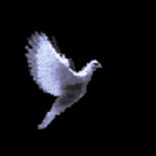 Bird White Bird GIF - Bird White Bird Dove GIFs
