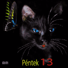 Péntek13 Cat GIF - Péntek13 Cat GIFs
