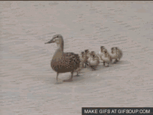 Hold On To Your Chicks! GIF - Duck Ducklings Walking GIFs