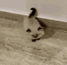 Seal Point Cat GIF - Seal Point Cat Meow GIFs