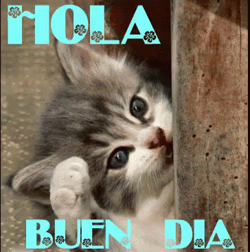 En consecuencia Independiente Comida Hola Buen Dia GIF - Hola Buen Dia Gato - Discover & Share GIFs