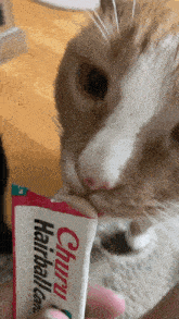 a close up of a cat eating a hairball chew from a person 's hand
