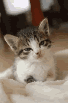 Kittens Cat GIF - Kittens Cat Cute GIFs