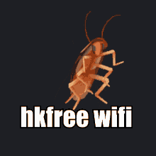 Hkfree Wifi GIF - Hkfree Wifi Cockroach GIFs