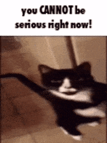 a black and white cat is standing on its hind legs in a hallway .