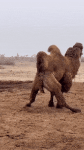 Camel Bubble GIF