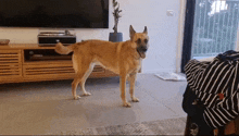 a dog standing in a living room in front of a television