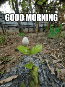 Good Morning Happy Thursday GIF - Good Morning Happy Thursday Flower GIFs
