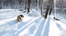 Snow Dogs GIF - Snow Winter Dog GIFs