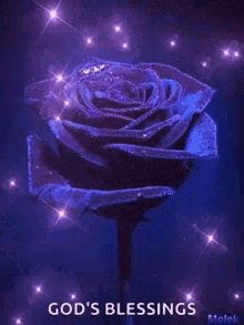 rose purple sparkle
