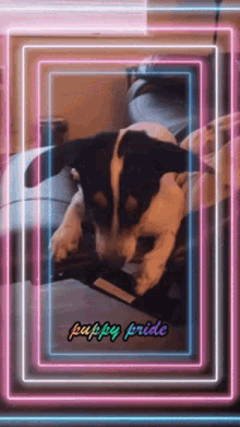 Dog Cute GIF - Dog Cute Snapchat GIFs