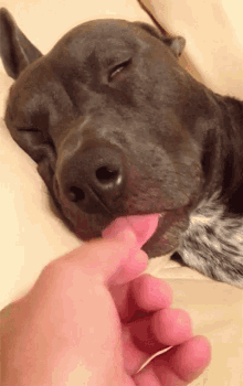 Zunge Hund Tongue GIF - Zunge Hund Tongue Sleep GIFs