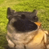 Dog Dog With Butterfly GIF - Dog Dog With Butterfly GIFs