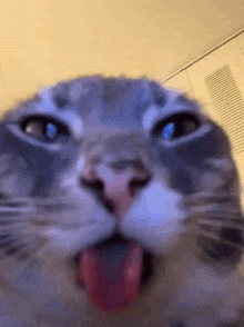 a close up of a cat 's face with its tongue hanging out .