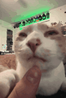 Silly Cat Happy Cat GIF - Silly Cat Silly Happy Cat GIFs