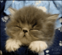 Sleepy Kitten GIF - Sleepy Kitten Cute GIFs