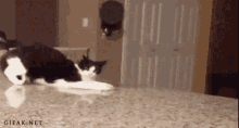 Cat Counter GIF - Cat Counter Fall Off GIFs
