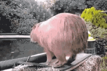 Capybara Dive GIF